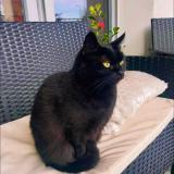 Foto del gato perdido en Villeurbanne