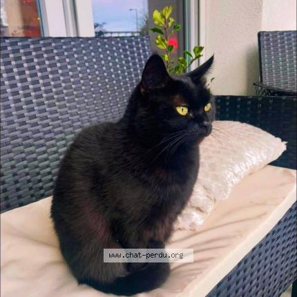 Foto 1/1 Abaya Chat perdido en Villeurbanne
