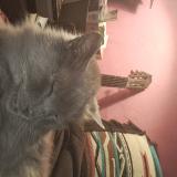 Foto del gato perdido en Saint Girons En Bearn