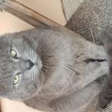 Foto de gato encontrado en Chambery