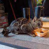 Foto de gato encontrado en Laroquebrou