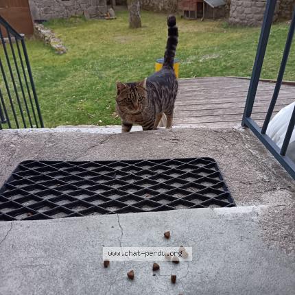 Foto 2/5 Gato encontrado Encontrado en Laroquebrou