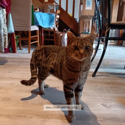 Foto 3/5 Gato encontrado Encontrado en Laroquebrou