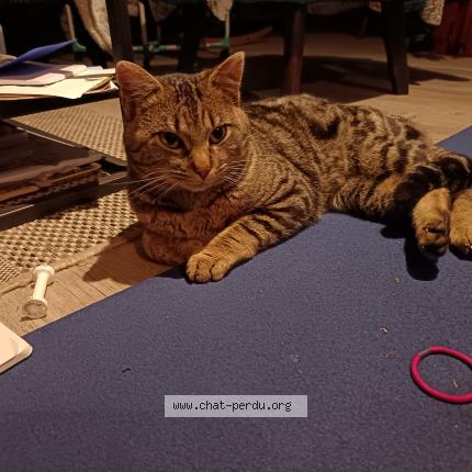 Foto 4/5 Gato encontrado Encontrado en Laroquebrou