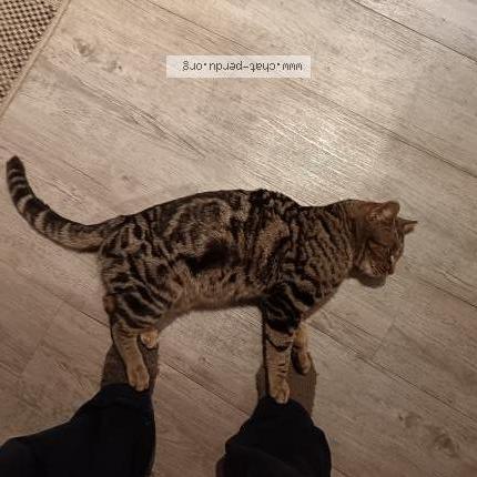 Foto 5/5 Gato encontrado Encontrado en Laroquebrou