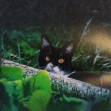 Foto del gato perdido en La Saulce