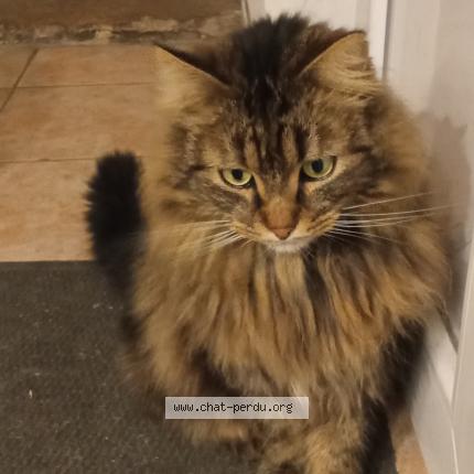 Foto 1/1 RAMES Chat perdido en Reims