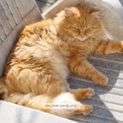 Foto 1/1 Minou Chat perdido en Narbonne