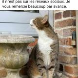 Foto del gato perdido en Sens