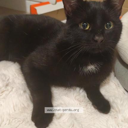 Foto 1/1 Gato encontrado Encontrado en Chaumont