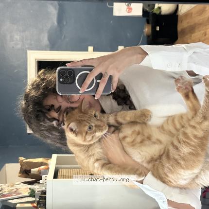 Foto 1/1 Yuka Chat perdido en Gruchet le valasse