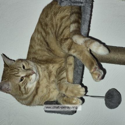 Foto 1/1 Xavier Passefort Chat perdido en Draguignan