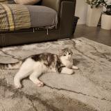 Foto del gato perdido en St Priest