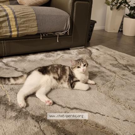 Foto 1/1 Calya Chat perdido en St priest