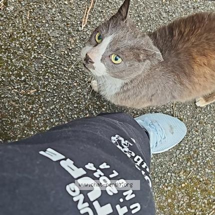 Foto 1/1 Gato encontrado Encontrado en Lomme