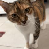 Foto del gato perdido en Henanbihen