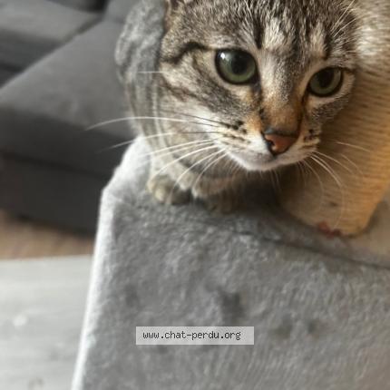 Foto 1/1 Sweetie Chat perdido en Wittenheim