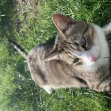 Foto del gato perdido en Carcans Plage