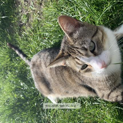 Foto 1/1 Loulou Chat perdido en Carcans plage