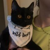 Foto del gato perdido en Vesoul