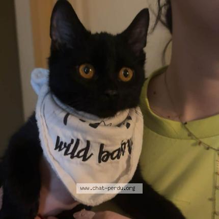 Foto 1/1 Huguette Chat perdido en Vesoul