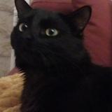 Foto del gato perdido en Saintes