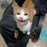 Foto del gato perdido en Perigueux