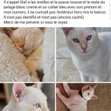 Foto del gato perdido en Mouguerre