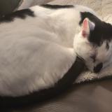 Foto del gato perdido en Quincay