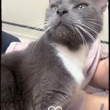 Foto del gato perdido en Angres