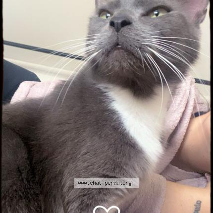 Foto 1/1 Clochette Chat perdido en Angres