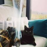 Foto del gato perdido en Saint Etienne De Chomeil