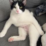 Foto del gato perdido en Carrieres Sur Seine