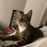 Foto de gato encontrado en Paris