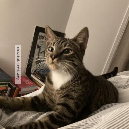 Foto 1/1 Gato encontrado Encontrado en Paris