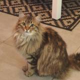 Foto del gato perdido en Saint Nazaire