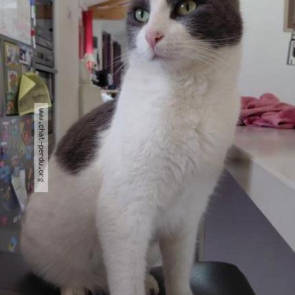 Foto 1/3 Napoléon Chat perdido en Simiane collongue