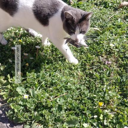 Foto 2/3 Napoléon Chat perdido en Simiane collongue