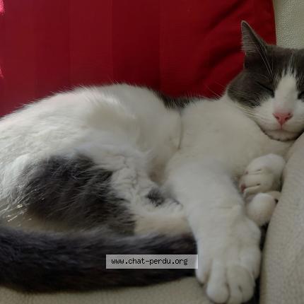 Foto 3/3 Napol&eacute;on Chat perdido en Simiane collongue