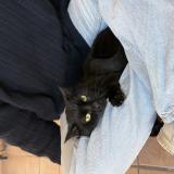 Foto del gato perdido en Castanet Tolosan