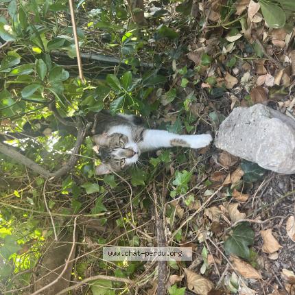 Foto 1/1 Curly Chat perdido en Charron