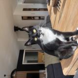 Foto del gato perdido en Saint Alban