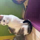 Foto del gato perdido en Grenoble