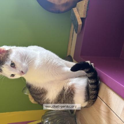 Foto 1/1 BINGO Chat perdido en Grenoble