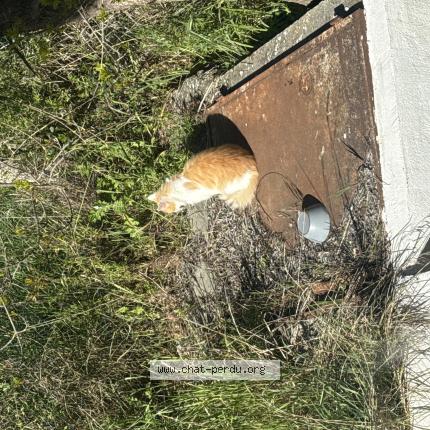 Foto 1/1 Gato encontrado Encontrado en Luynes