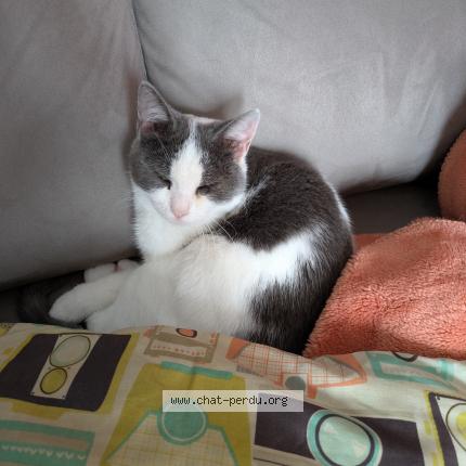 Foto 1/1 Gato encontrado Perdido en Beauzelle