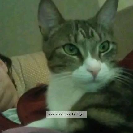 Foto 1/1 Tigrou Chat perdido en Troyes