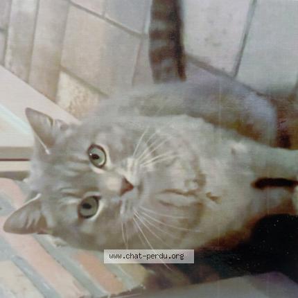 Foto 1/1 Artémis Chat perdido en Laon