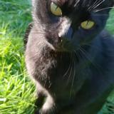 Foto del gato perdido en Noiseau