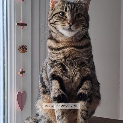 Foto 1/1 Syra Chat perdido en Couthenans